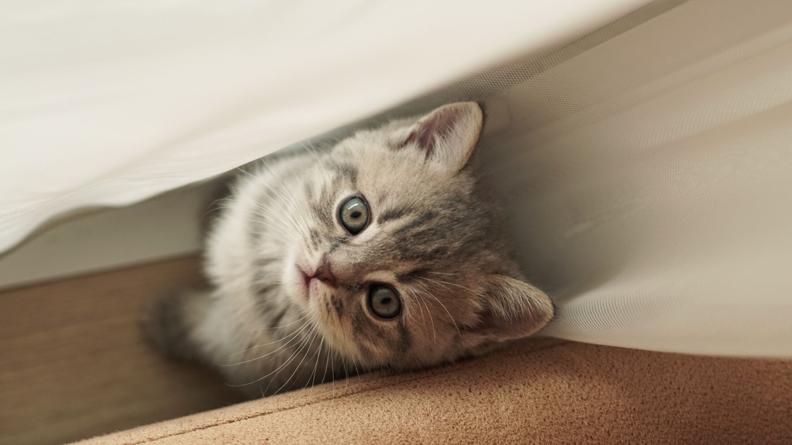 Gatito anaranjado con ojos azules — guía para adoptar tu primer gato
