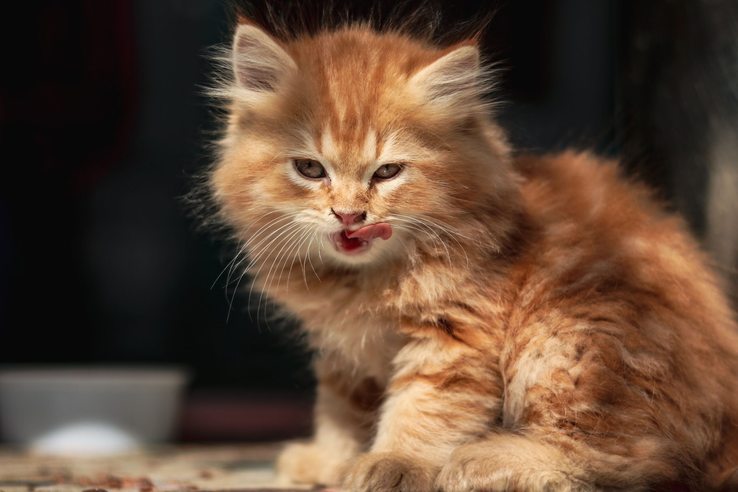Gato junto a comida — alimentos prohibidos para gatos