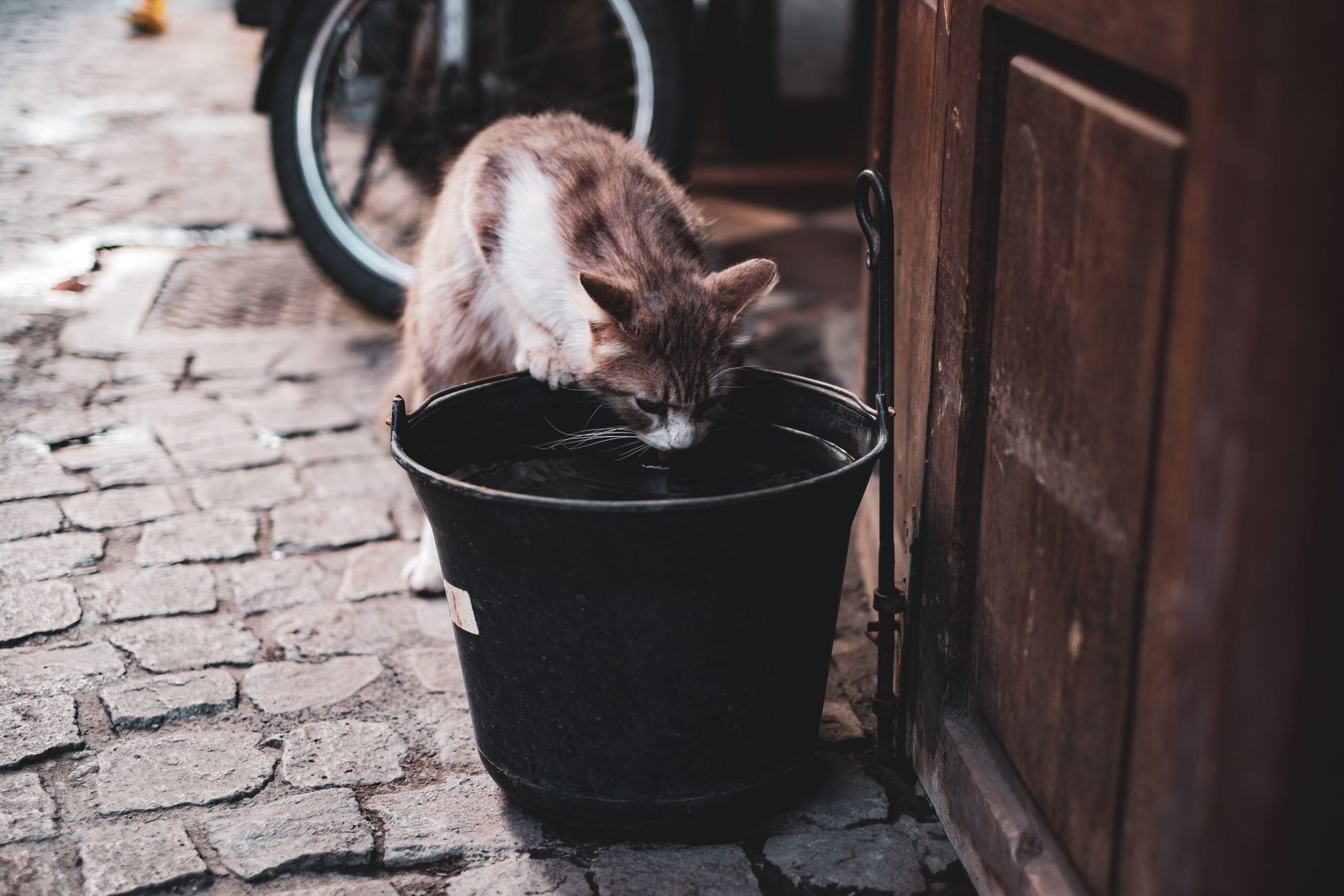 Gato bebiendo agua — por qué mi gato no bebe agua