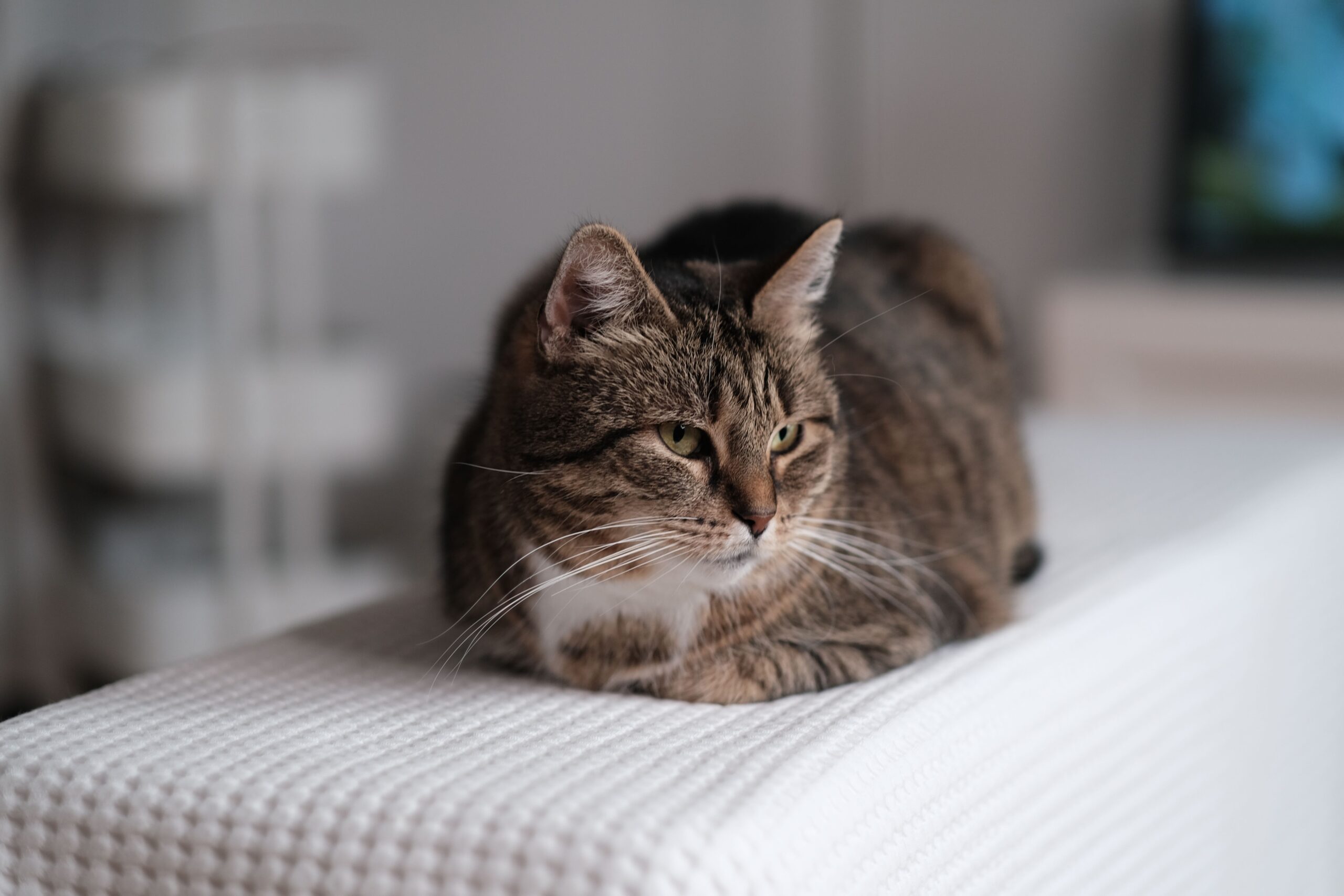 Gato tumbado — Día Internacional del Gato 8 de agosto