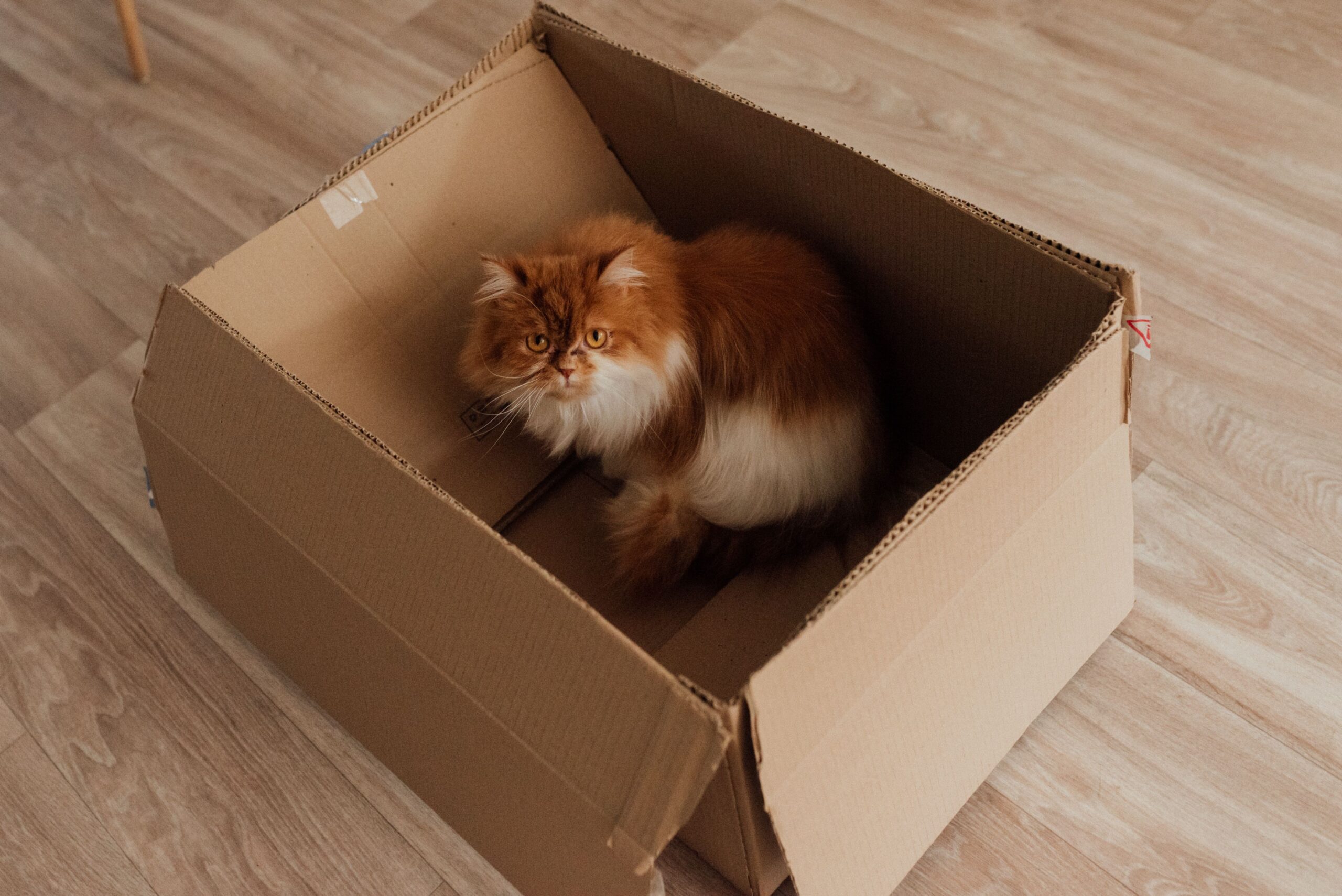 Gato en una mudanza — cómo reducir el estrés felino en un cambio de casa