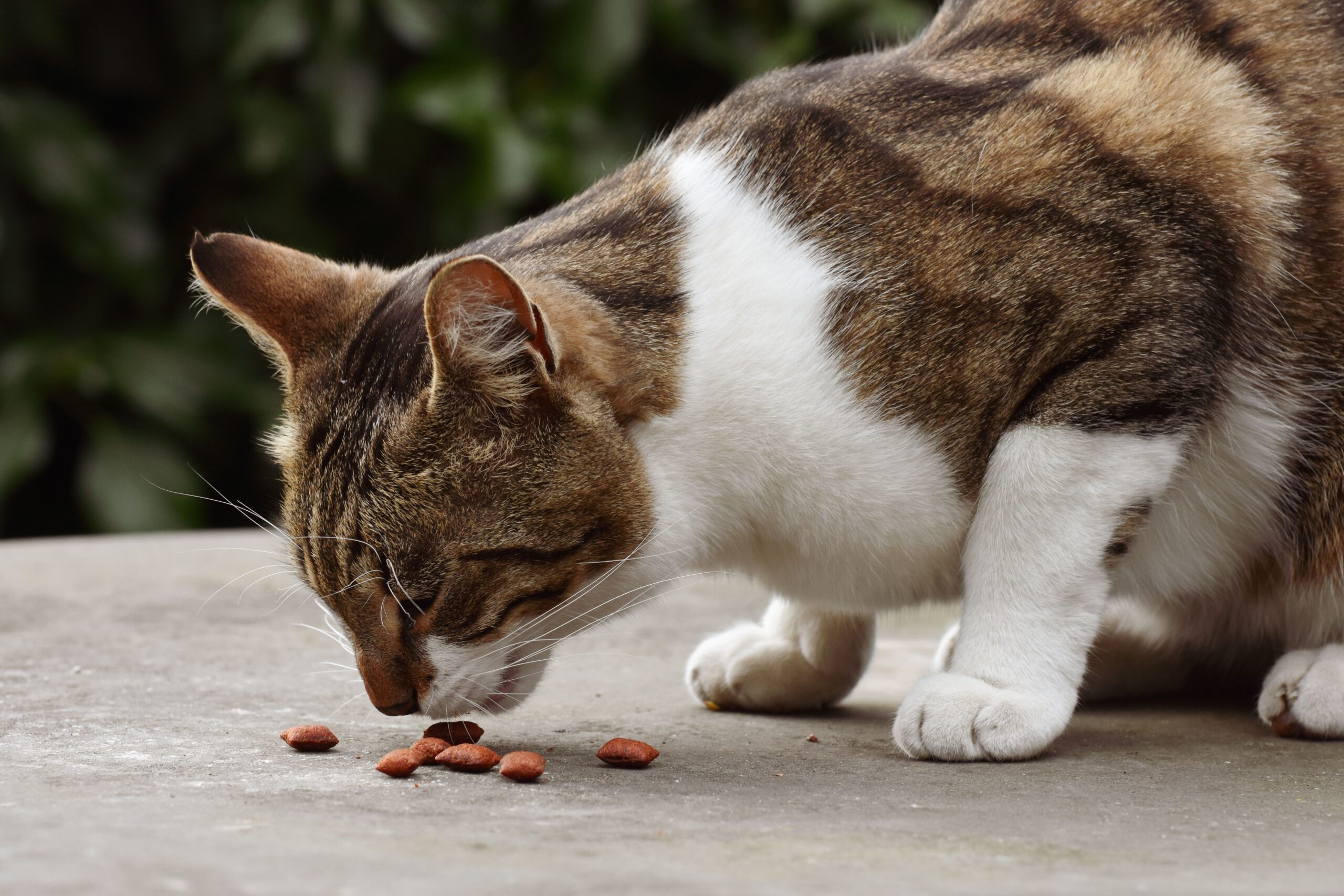 Gato comiendo — cuántas veces al día hay que darle de comer a un gato