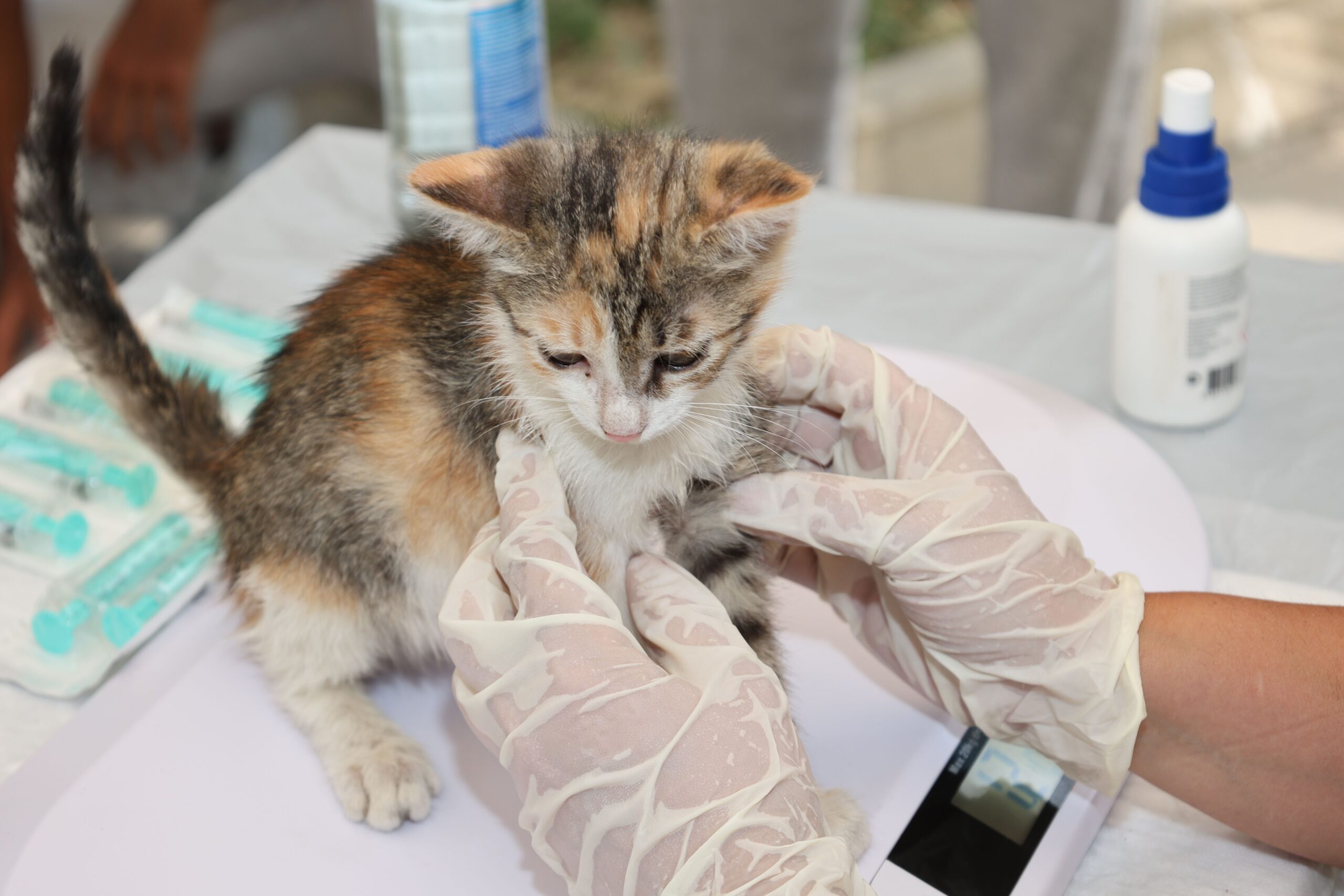 Gato siendo desparasitado con pipeta — cómo desparasitar a un gato