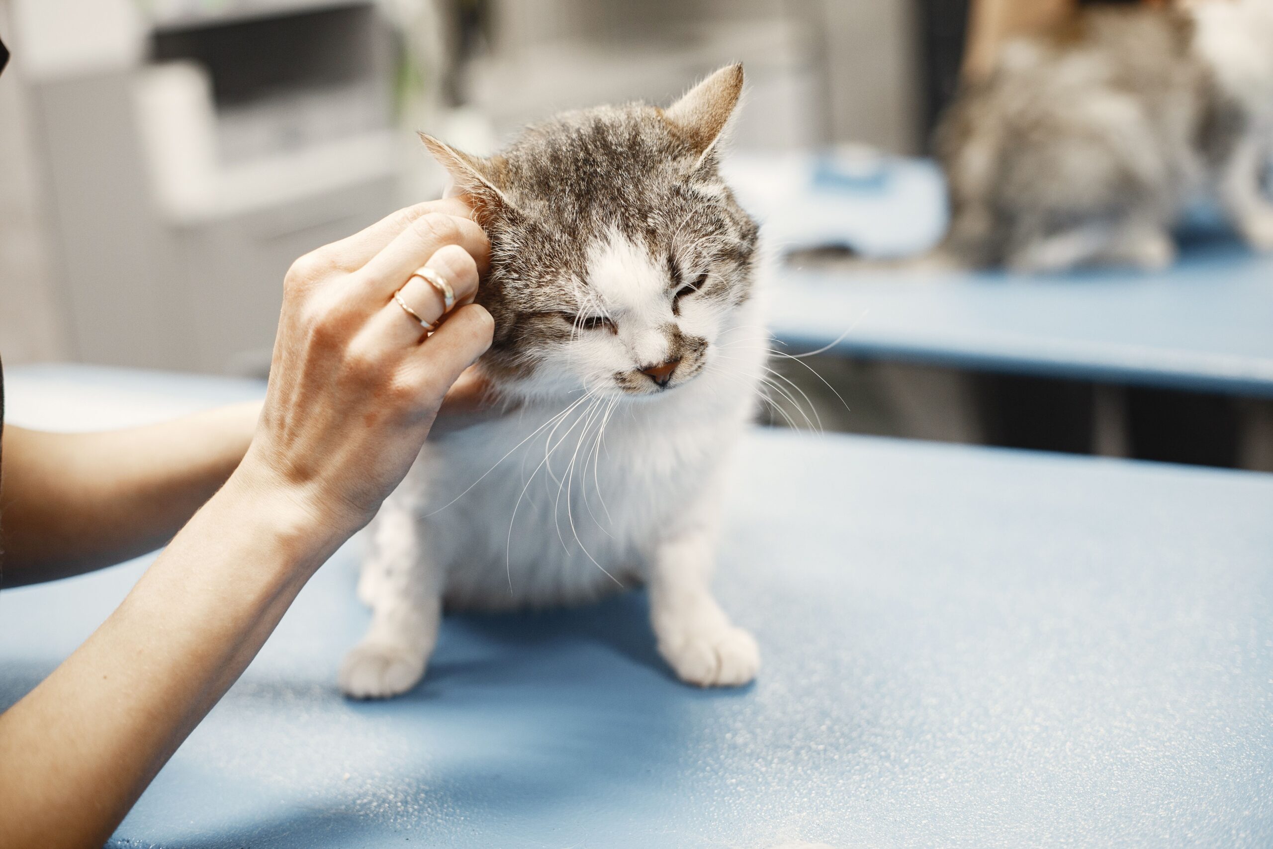 Gatito siendo examinado por veterinario