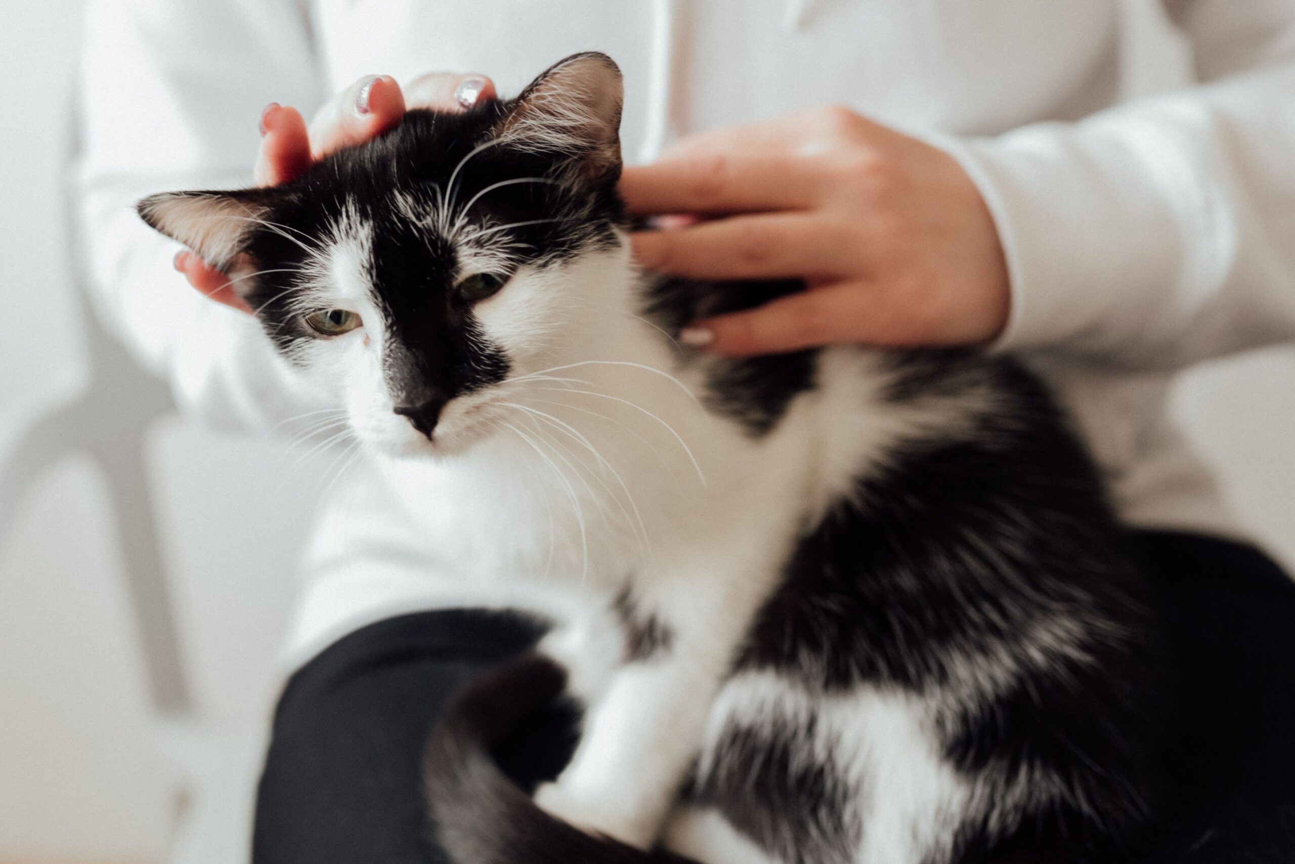Gato triste tumbado — por qué vomita mi gato