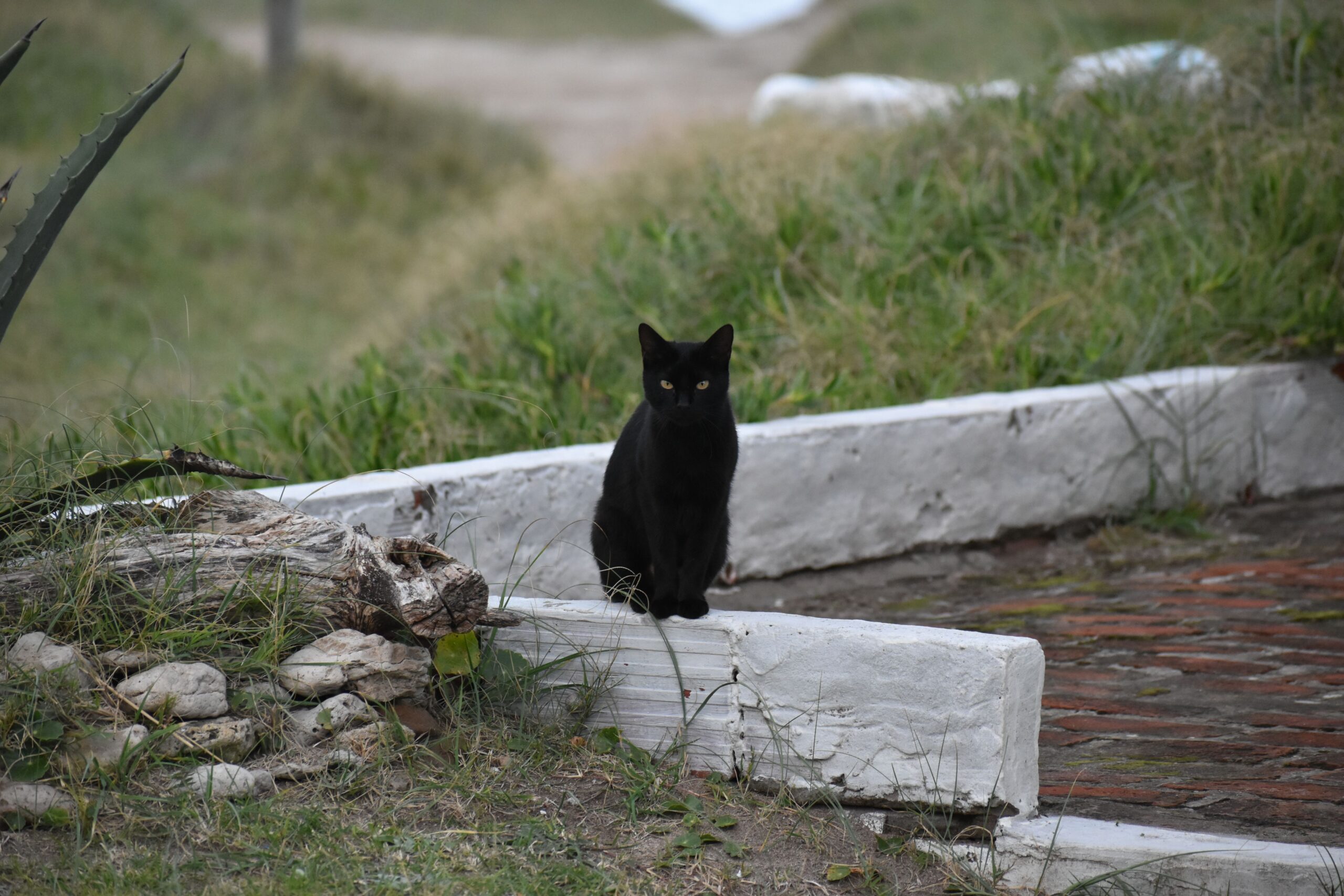 Pepper, el gato negro de Florida que descubrió dos nuevos virus